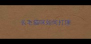 长毛猫咪如何打理