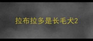 拉布拉多是长毛犬