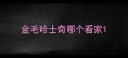 金毛哈士奇哪个看家