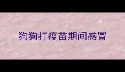 狗狗打疫苗期间感冒