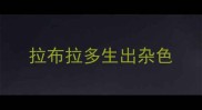 拉布拉多生出杂色