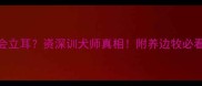 边牧吃蛋黄会立耳资深训犬师真相附养边牧必看蛋黄摄入指南