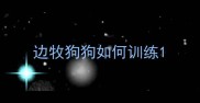 边牧狗狗如何训练