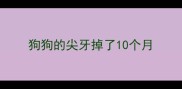 狗狗的尖牙掉了10个月