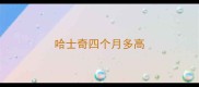 哈士奇四个月多高