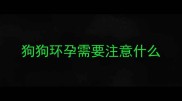 狗狗环孕需要注意什么