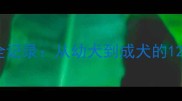 金毛犬成长全记录从幼犬到成犬的120天蜕变指南