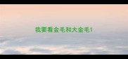 我要看金毛和大金毛