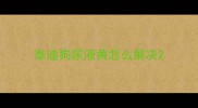 泰迪狗尿液黄怎么解决