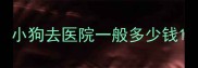 小狗去医院一般多少钱