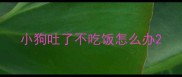 小狗吐了不吃饭怎么办