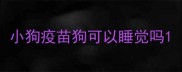 小狗疫苗狗可以睡觉吗