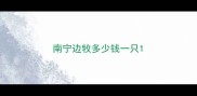 南宁边牧多少钱一只