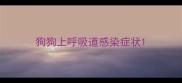 狗狗上呼吸道感染症状
