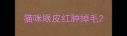 猫咪眼皮红肿掉毛