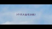 3个月大金毛训练
