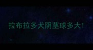 拉布拉多犬阴茎球多大