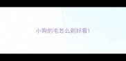 小狗的毛怎么剃好看