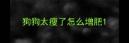 狗狗太瘦了怎么增肥