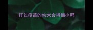 打过疫苗的幼犬会得细小吗