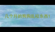 几个月的狗狗乱咬东西