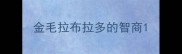 金毛拉布拉多的智商