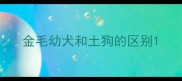 金毛幼犬和土狗的区别