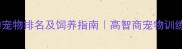 最聪明的宠物排名及饲养指南高智商宠物训练全攻略