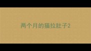 两个月的猫拉肚子