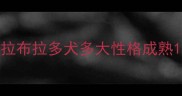 拉布拉多犬多大性格成熟