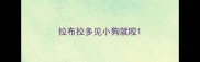 拉布拉多见小狗就咬