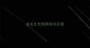 金毛生完狗狗掉毛厉害