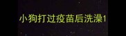 小狗打过疫苗后洗澡