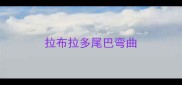 拉布拉多尾巴弯曲
