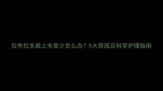拉布拉多脸上毛变少怎么办5大原因及科学护理指南