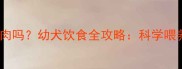 两个月大小狗能吃肉吗幼犬饮食全攻略科学喂养指南与注意事项