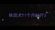 秋田犬11个月50斤