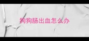 狗狗肠出血怎么办
