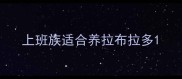 上班族适合养拉布拉多