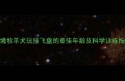 边境牧羊犬玩接飞盘的最佳年龄及科学训练指南