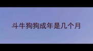 斗牛狗狗成年是几个月