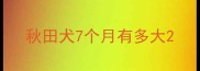秋田犬7个月有多大