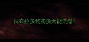 拉布拉多狗狗多大能洗澡