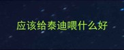应该给泰迪喂什么好