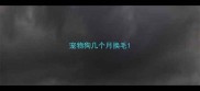 宠物狗几个月换毛