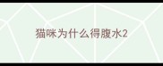 猫咪为什么得腹水