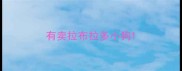 有卖拉布拉多小狗