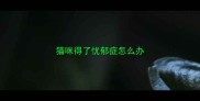 猫咪得了忧郁症怎么办