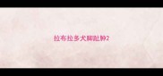 拉布拉多犬脚趾肿