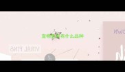 宠物兔都有什么品种